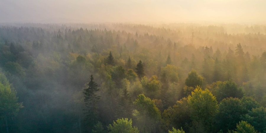 Ariel view of forest representing Gränges progress to net-zero. 